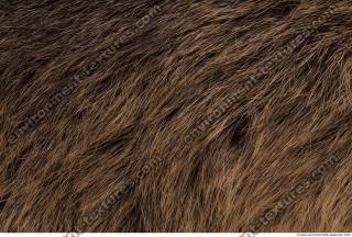 fur nutria 0005